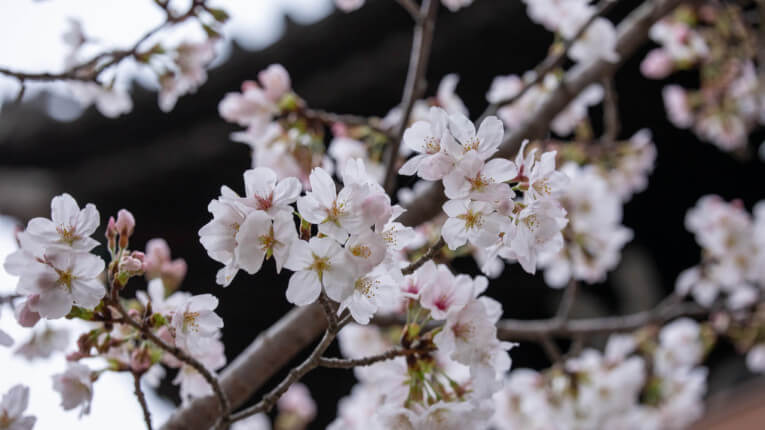 桜　法界院　写真