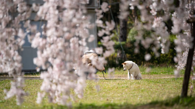 枝垂れ桜写真