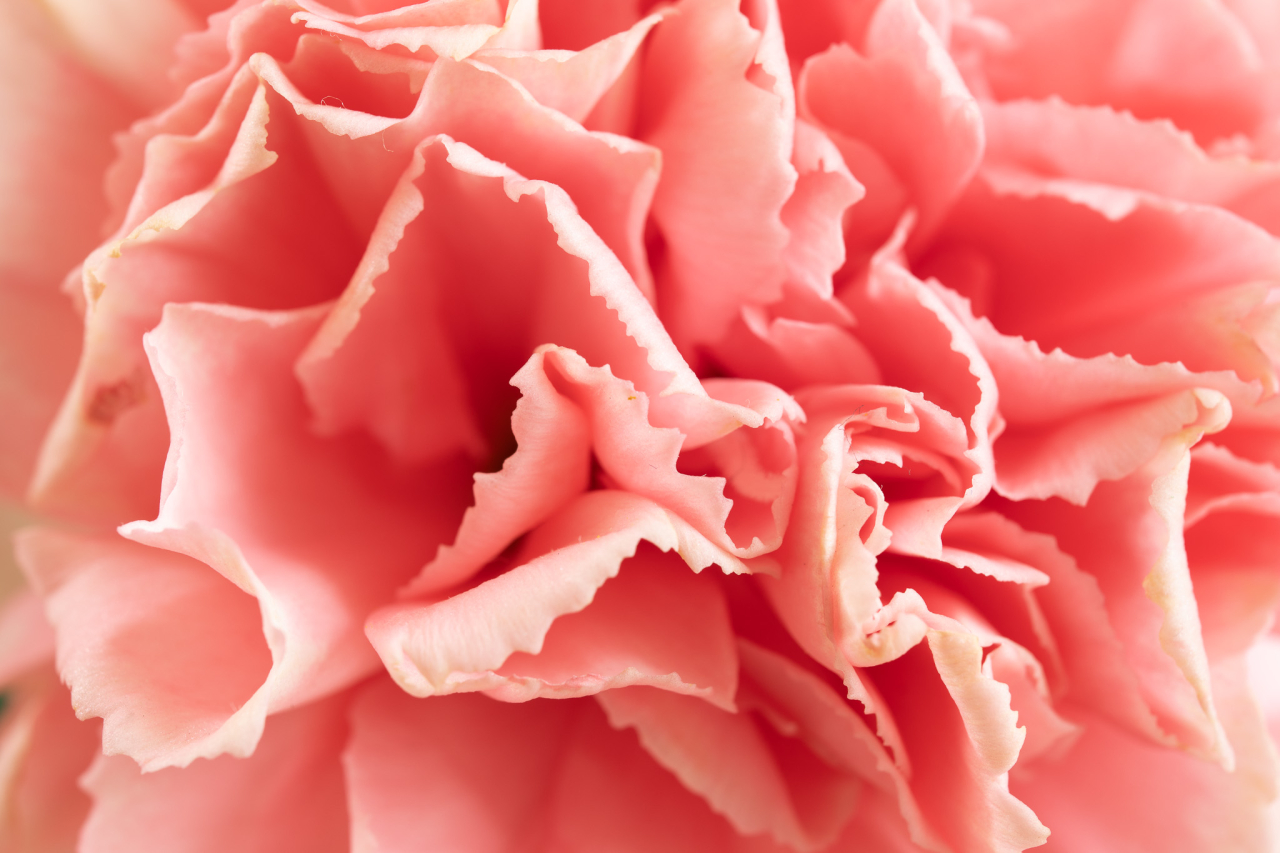 ピンクのバラの写真