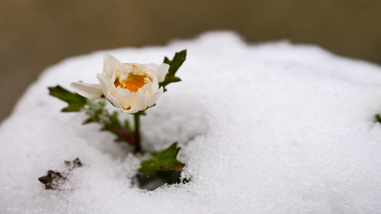 雪と花の写真