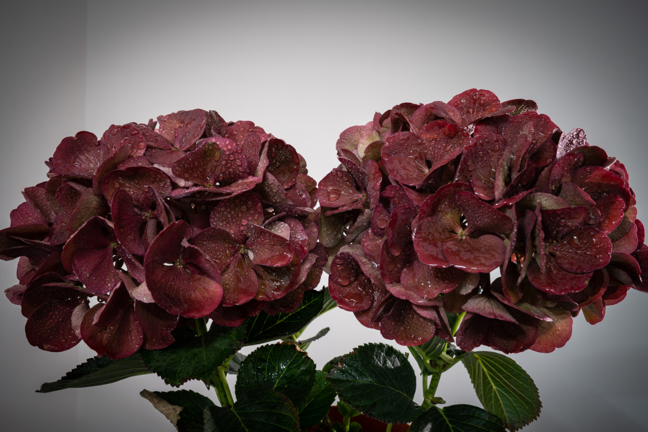 紫色の紫陽花の写真