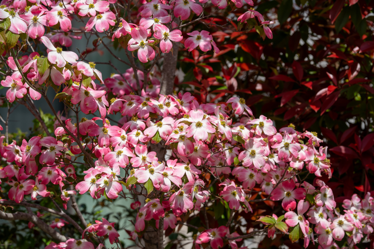 ハナミズキの写真
