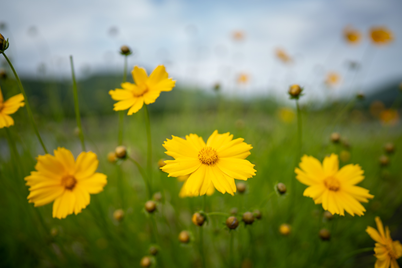 黄色の花の写真