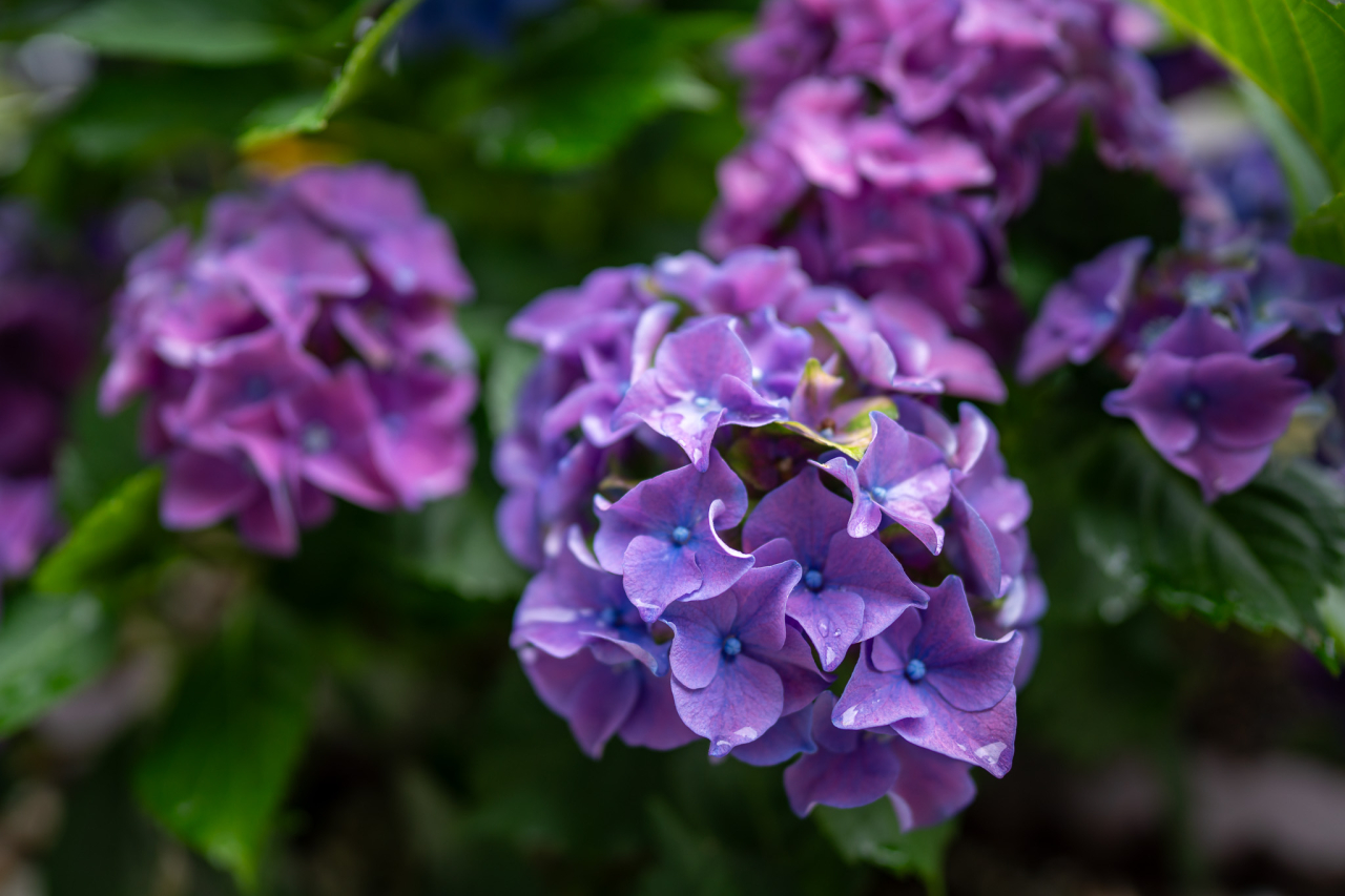 紫の紫陽花の写真