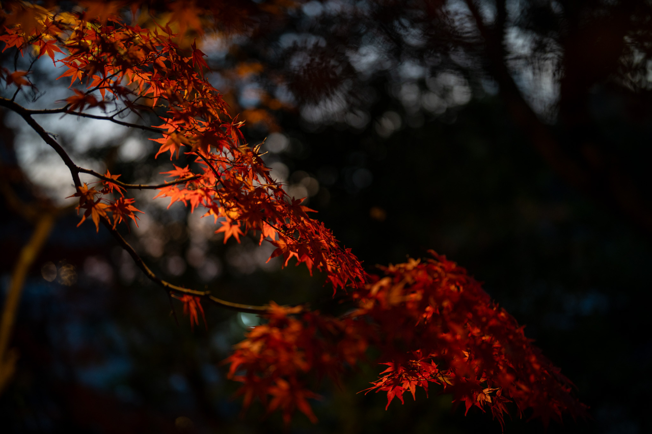 夕日の紅葉の写真