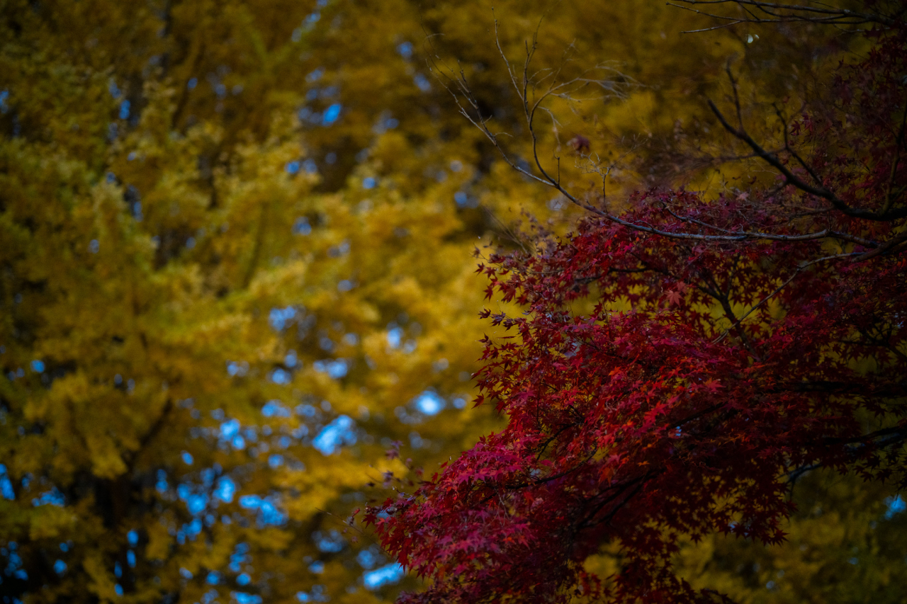 銀杏と紅葉の写真