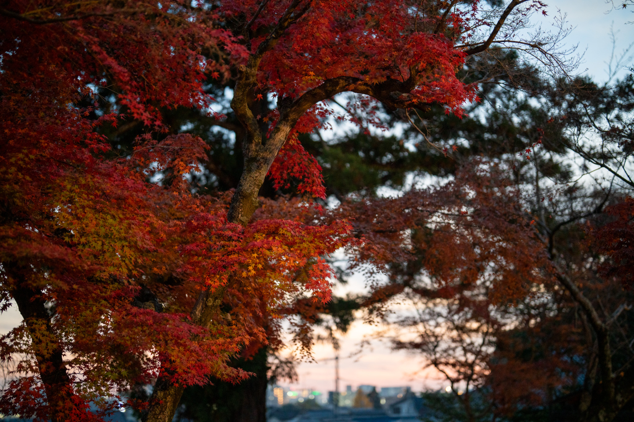 紅葉と夕日の写真